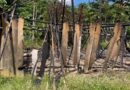 Comunidade Yanomami é encontrada queimada; indígenas desaparecem após denúncia de menina morta por garimpeiros