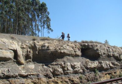 Pesquisadora da UFPR descobre floresta fossilizada de 290 milhões de anos