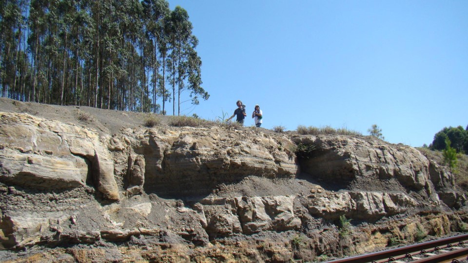 Pesquisadora da UFPR descobre floresta fossilizada de 290 milhões de anos