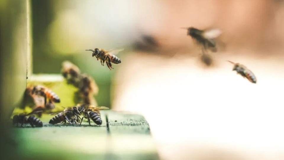 Comércio ilegal de abelhas ameaça a conservação de espécies brasileiras; entenda