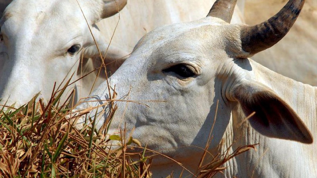 Brasil suspende exportação de carne para China após caso atípico de ‘vaca louca’